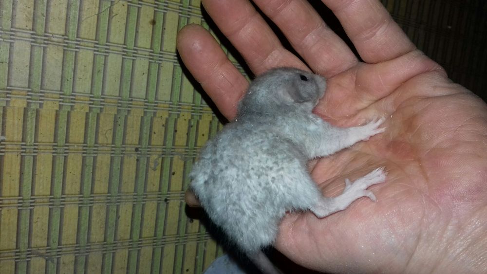 Домашние ручные декоративные крысята