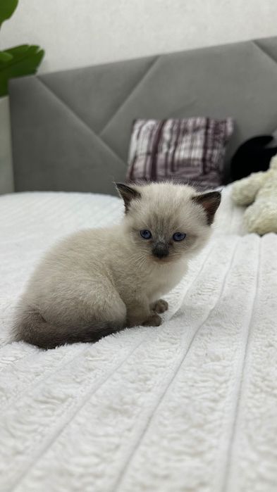 Кошеня невська маскарадна Хмельницький