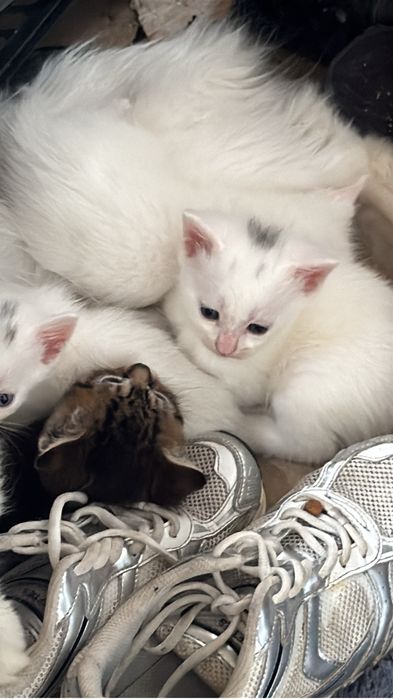 Gatinhos para adoção