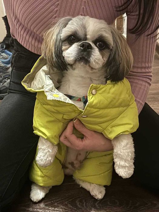 Ищем девочку для вязки шит цу