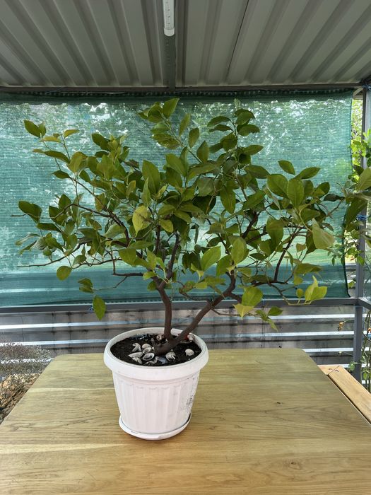 Красень лимон з плодами , 20+ років, висота 85 см від землі