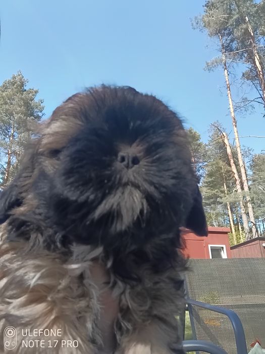 Shih Tzu śliczna suczka