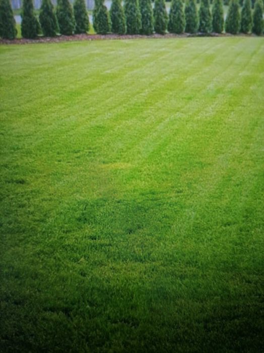 ŻycicaTrwała(bokser),Rajgras Angielski,trawa na trawnik, nasiona trawy