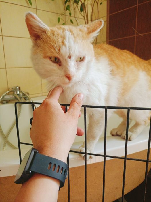 Kleoś- wyjątkowy pieszczoch szuka domu! Kot do adopcji !