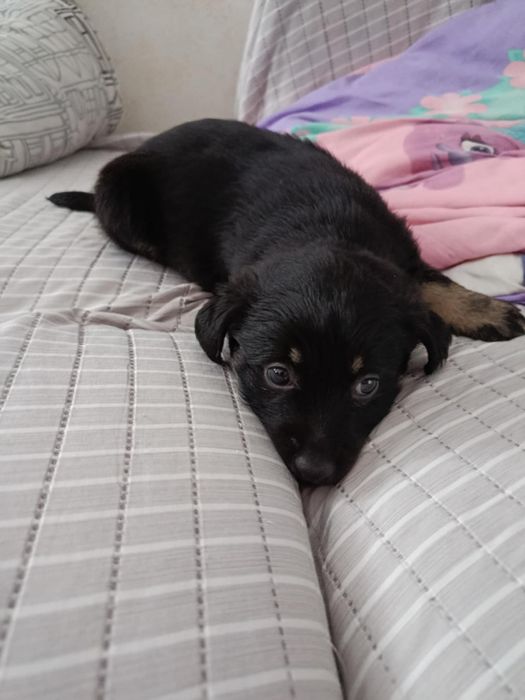 Suczka czarna. Wabi się Sonia