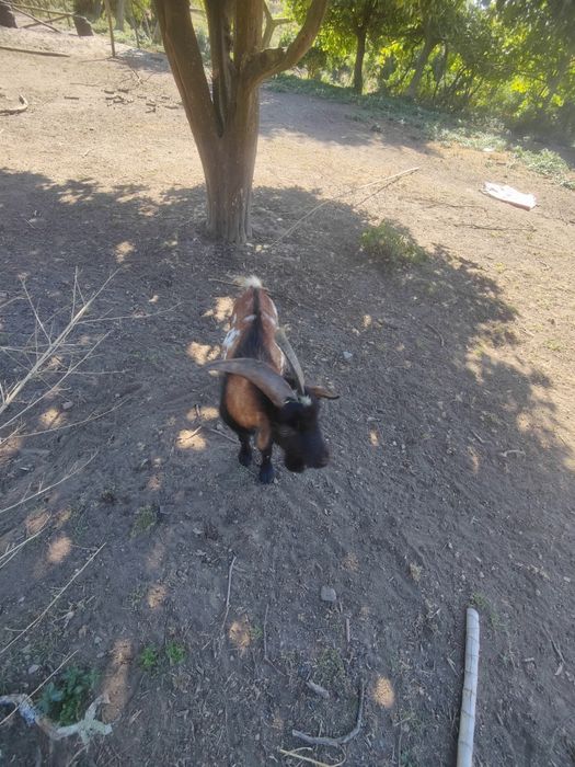 Vendo cabras anãs (macho)