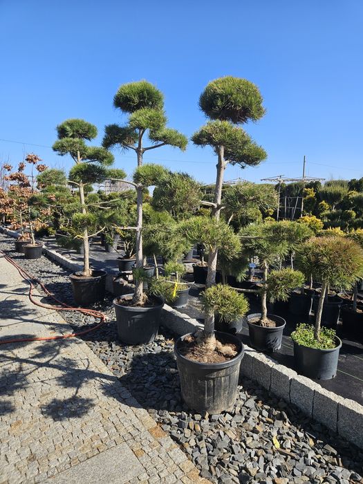 Sosny formowane  bonsai Jałowiec Judaszowiec