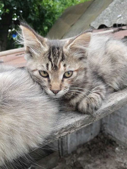 БЕЗКОШТОВНО віддам двох кошенят