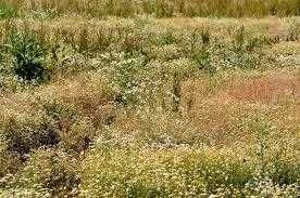 Продається земельна ділянка ЩЕРБАНІВКА