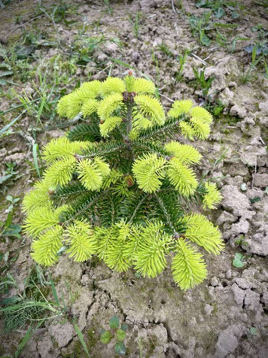 Sadzonki Jodła Kaukaska 2/2– najlepsze na rynku! (35-55 cm) detal/hurt