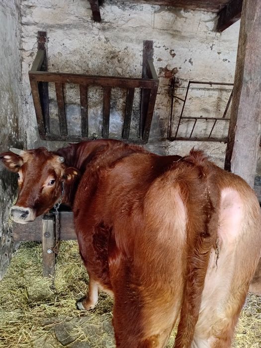 Продам телицю Джерсей