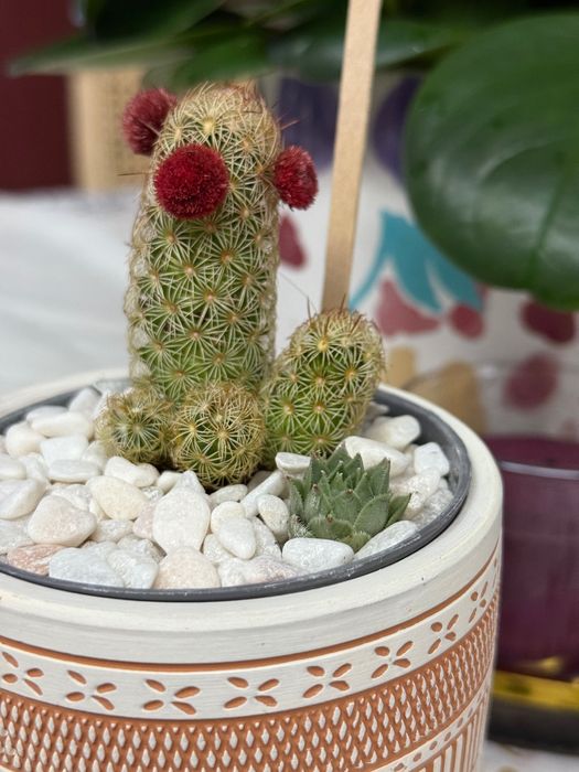 Arranjo de Suculentas e Cactos