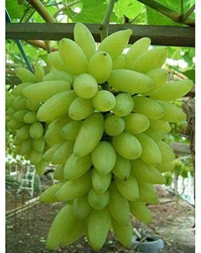 Videira de Uvas DEDO DE BRUXA Compridas BRANCAS - Apenas envios