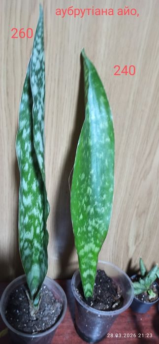 Бандед Нельсон санса і інші