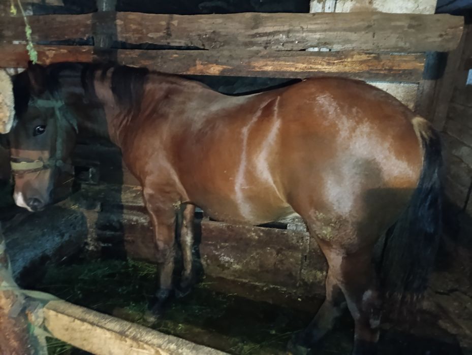Продам коника огірця жеребця