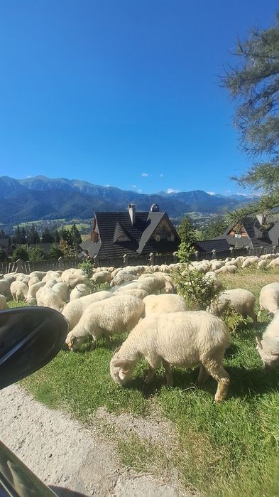 Domek u Gochy na Gubałówce 2