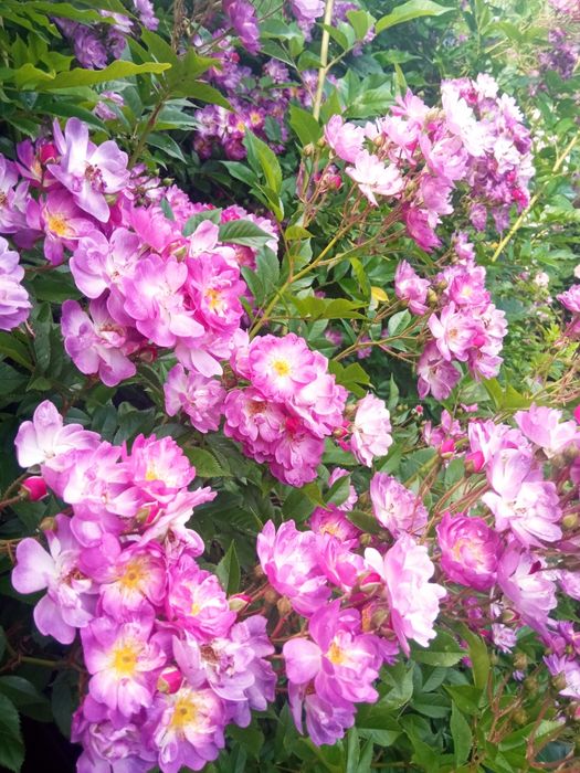 Лепестки свежей розы