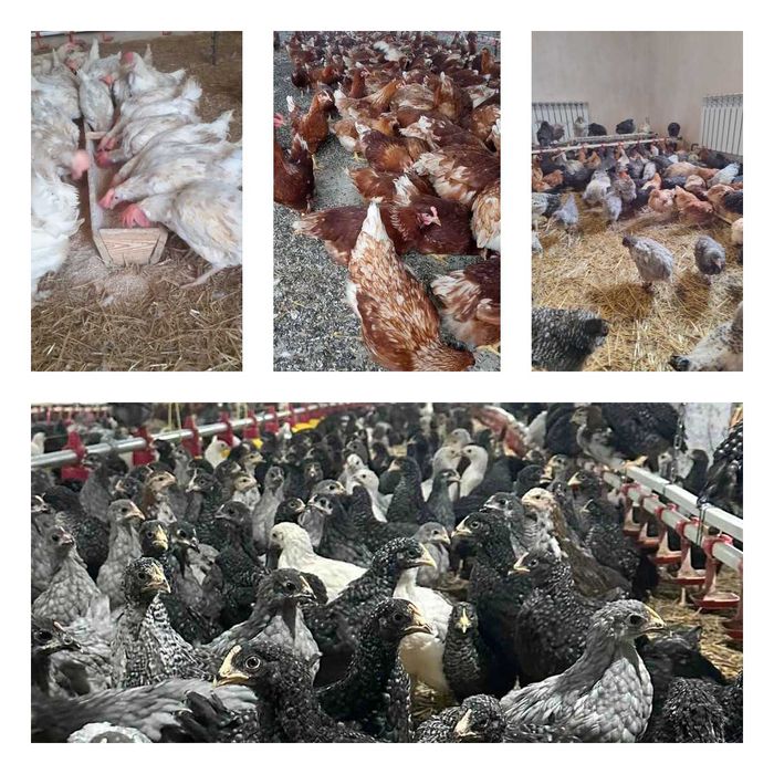 Продам кури несушки! Доставка безкоштовна. Хмільник!