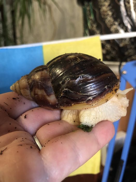 Продам улиток Ахатин