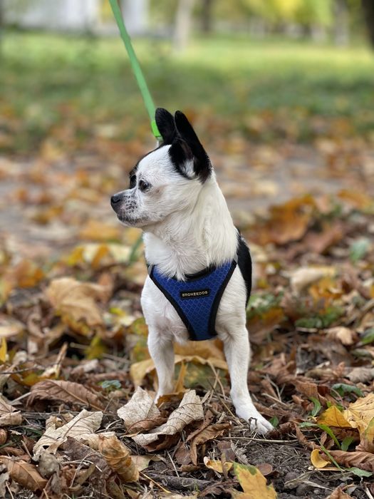 Шукаємо дівчинку для вʼязки