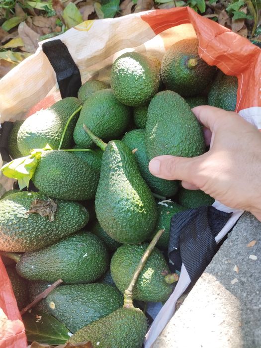Abacates biológicos