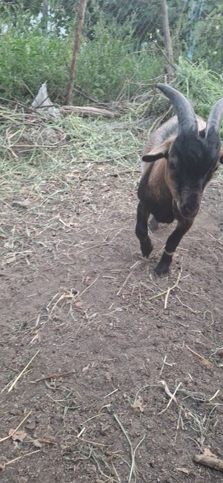 Cabrito Anão 7 meses