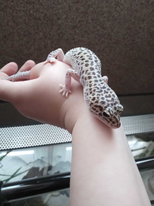 Sprzedam Gekona Lamparciego z terrarium