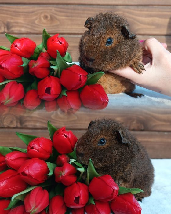 Świnka US Teddy kawia domowa gładkowłose