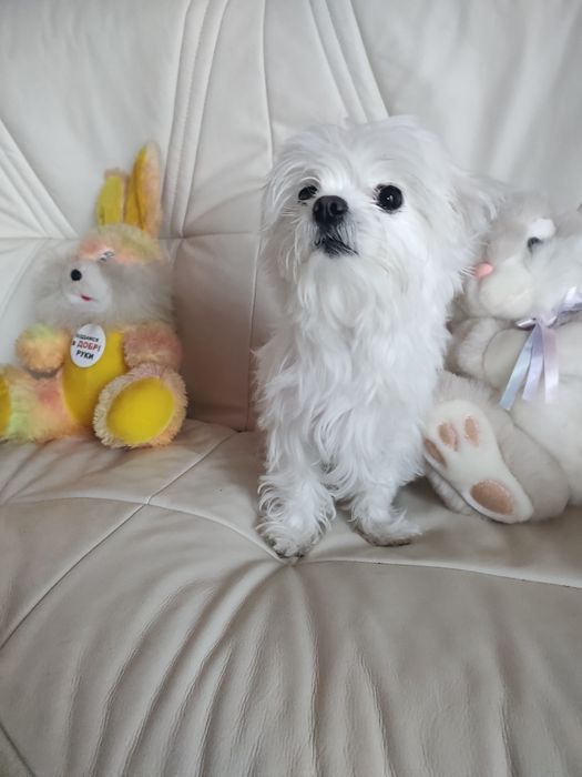 В'язка мальтійскої болонки