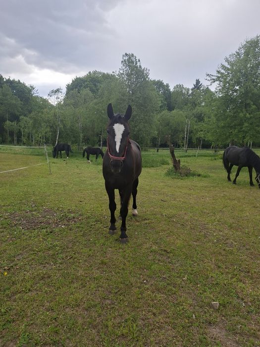 Koń 3-letni na sprzedaż