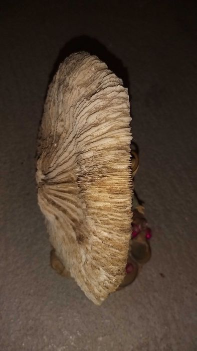 concha com nossa senhora