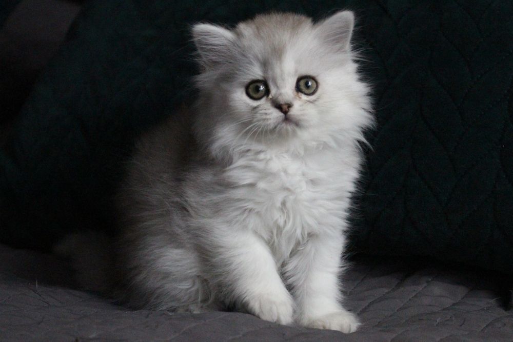 Kotka szkocka prostoucha WCF