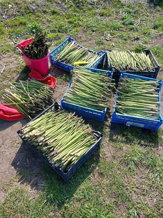 Продам свіжозрізану спаржу