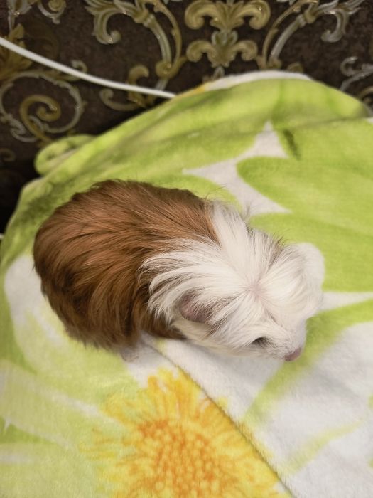 Морская свинка Коронет