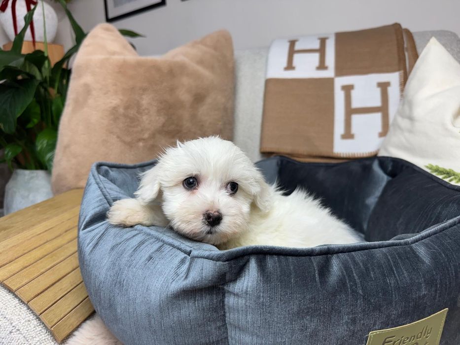 maltanczyk szczeniak