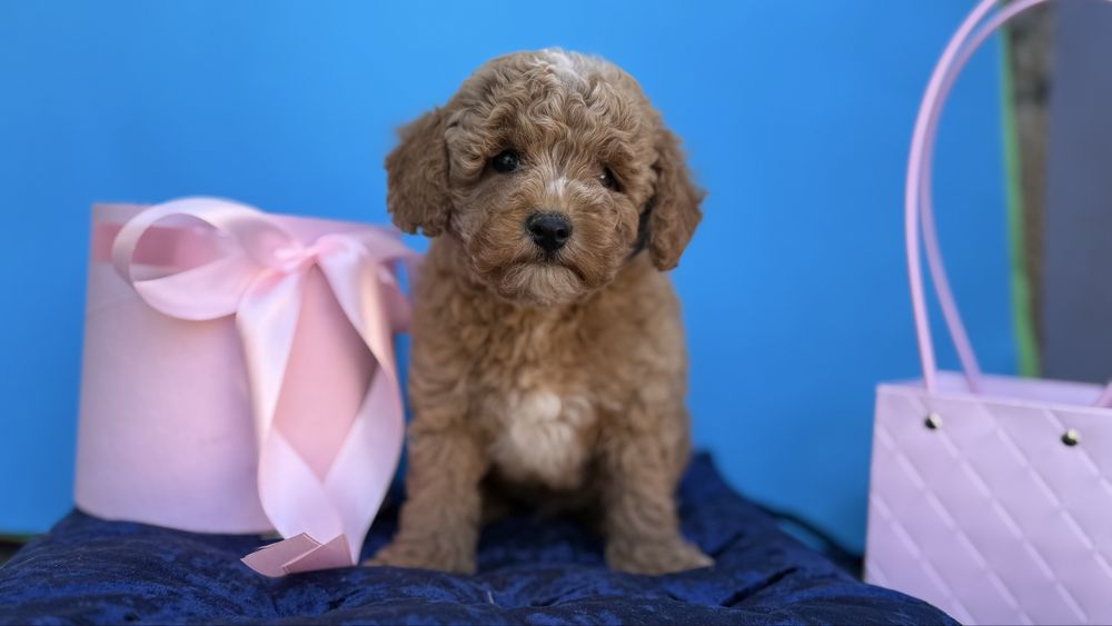 Малюк мальтіпцшка