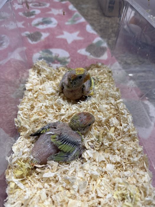 Agapornis roseicollis