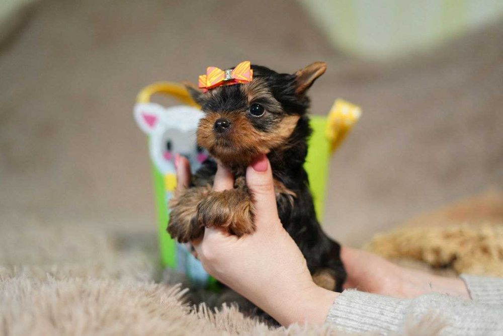 Йоркомалыши ждут своих родителей