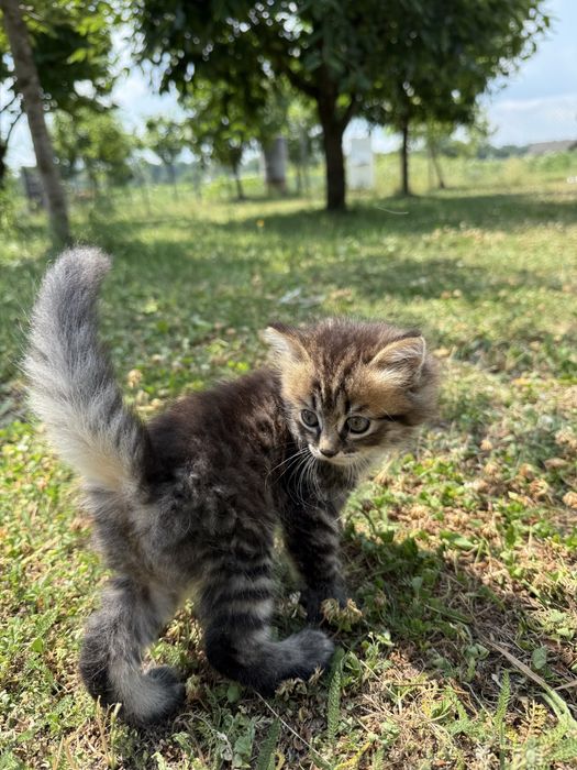 Кошенята в добрі руки