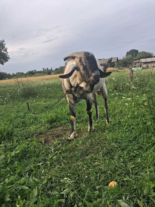 Продам( бронь) козочка, козеня від Ламанча