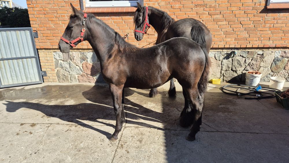 Koń Klacz Fryzyjska