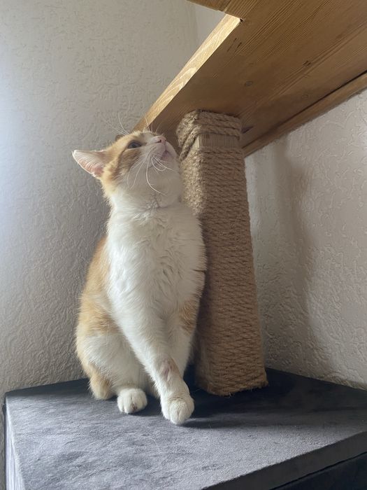 Rudzik poleca się do adopcji