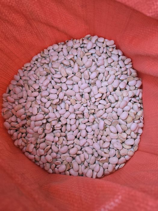 Pellet Sobianek Barlinek Olczyk Lava Olimp Sylva Pelleton Pelet Feniks