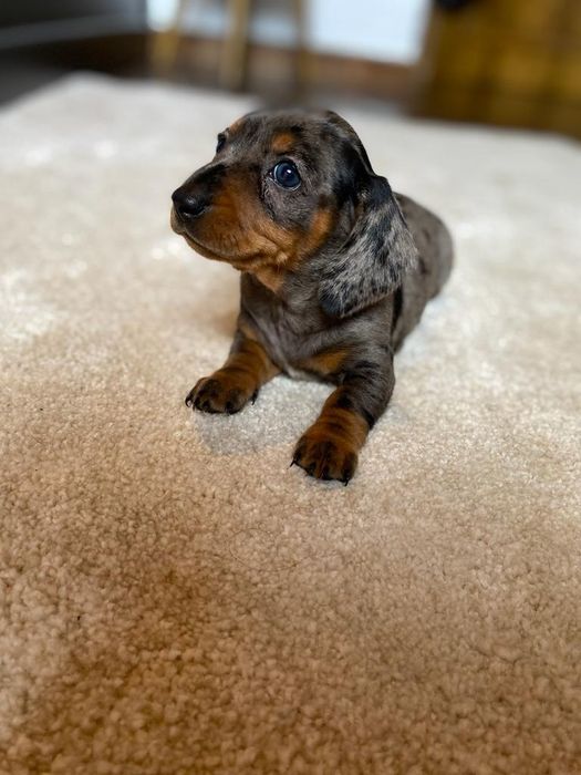 Teckel macho merle miniatura