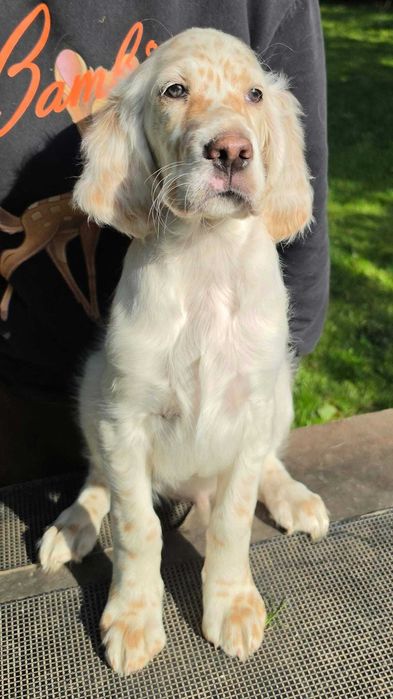 APATYT Antique Dogs FCI Seter Angielski