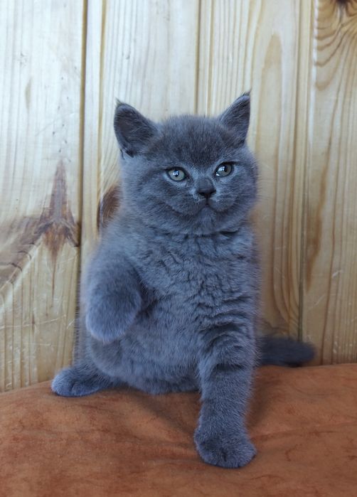 Котики-муркотики хлоп'ятка та дівчатка