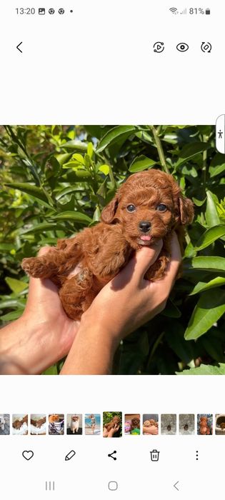 Caniche  toy pooldle  lindo