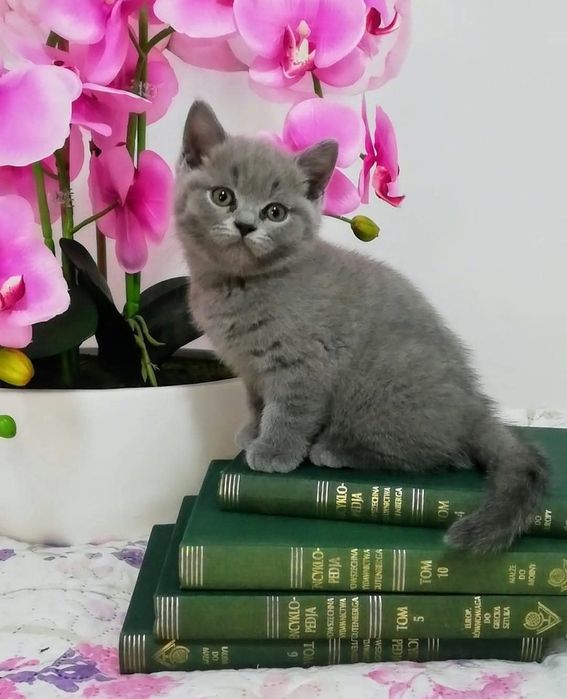 Kot brytyjski kotek Rezerwacja