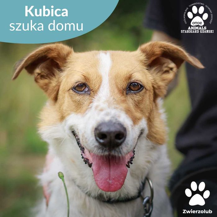 Pies Kubica zostanie Twym wiernym towarzyszem!