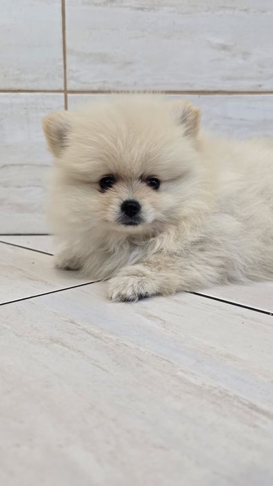 Pomeranian szpic miniaturowy